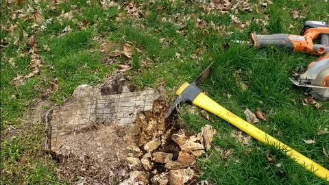 stump tree removal